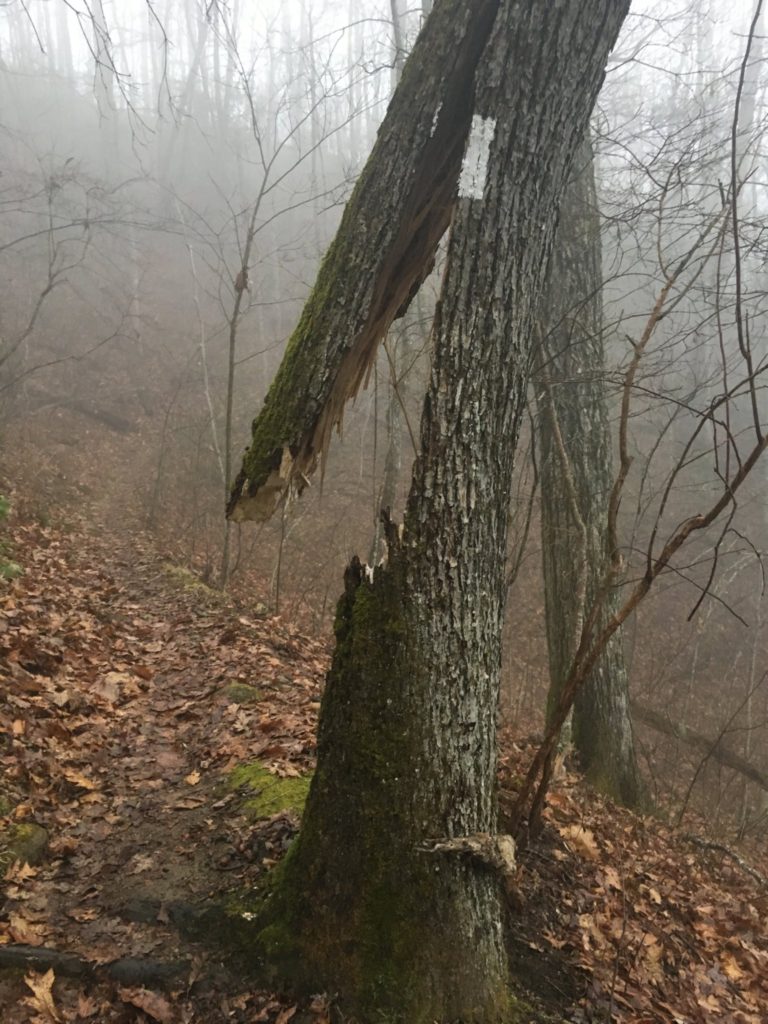 My favorite white blaze on the trail