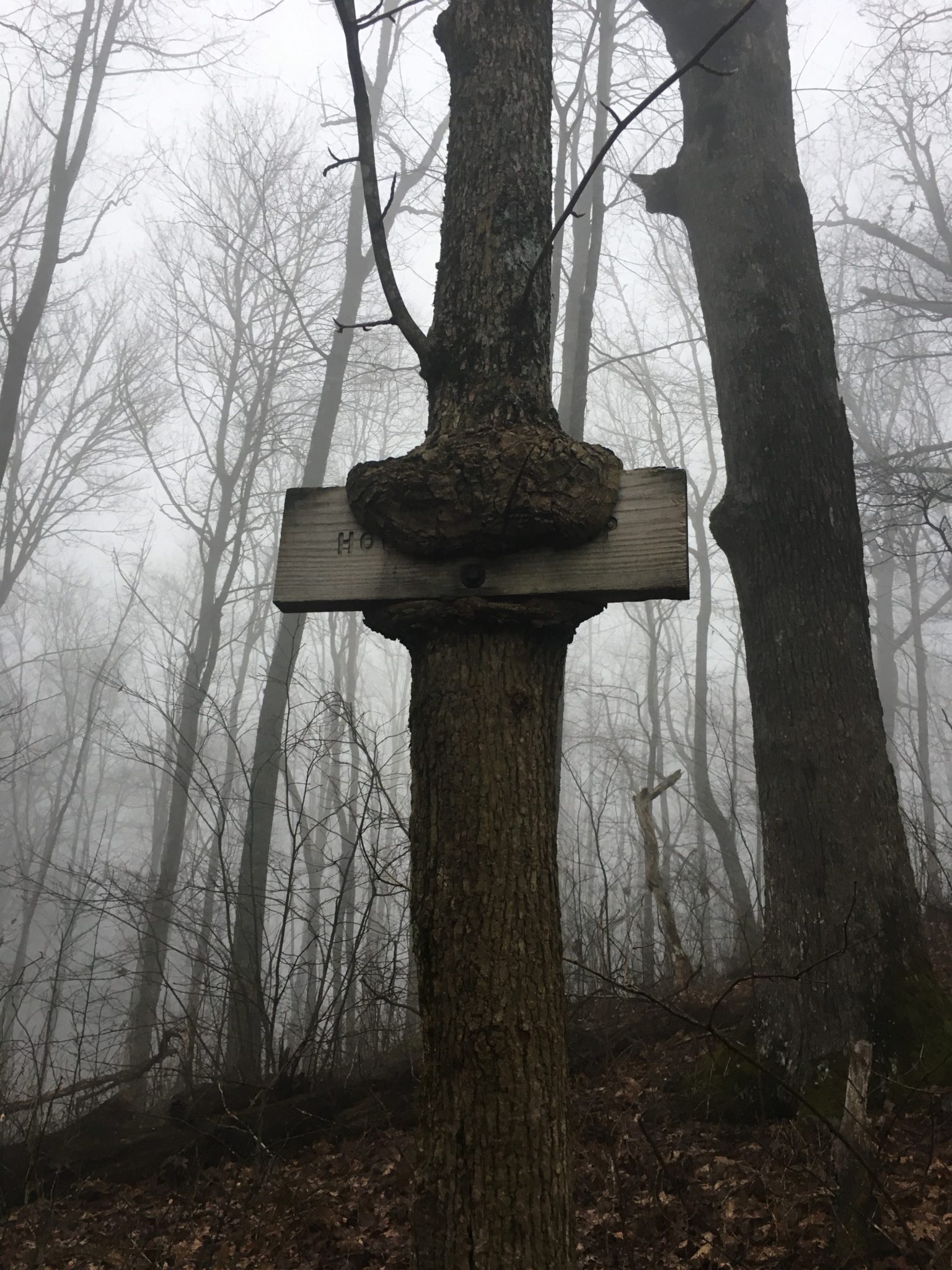 A tree gobbles up a sign