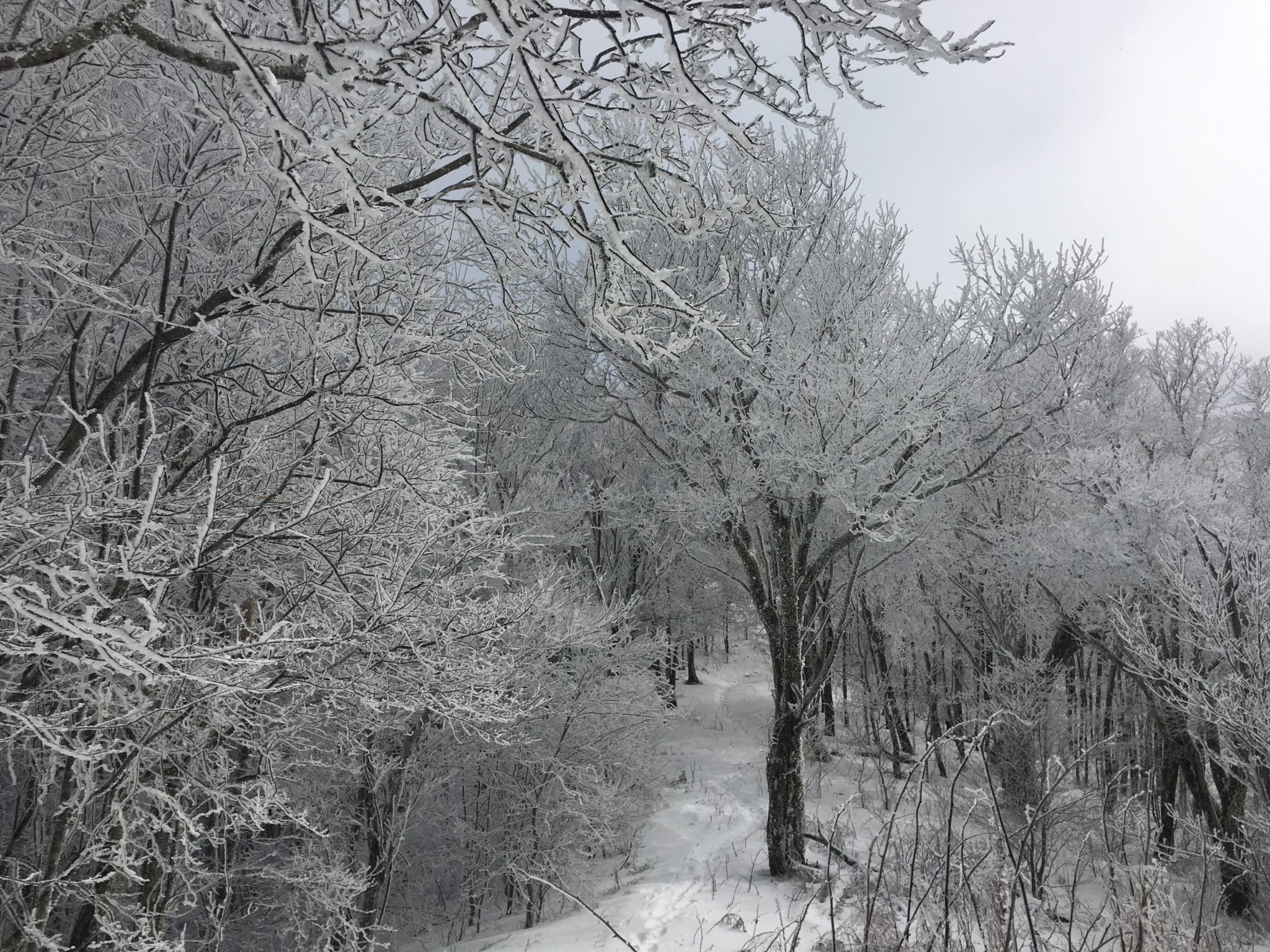 Walking in a winter wonderland