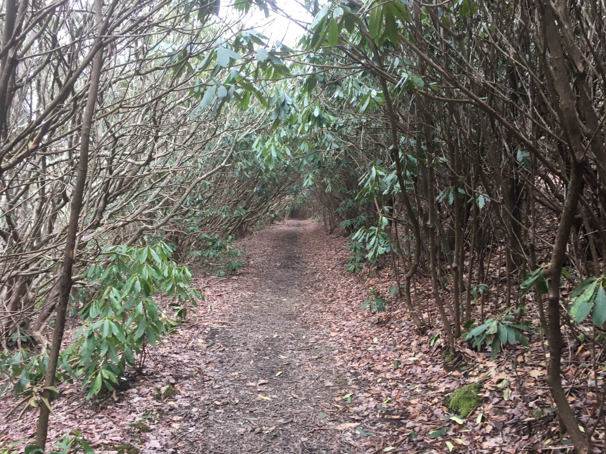 Tunnel of rhododendrons