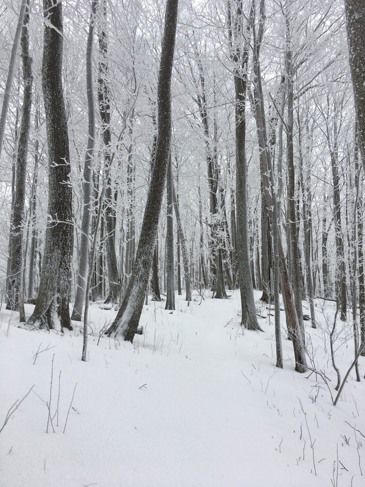 Breaking trail through fresh snow