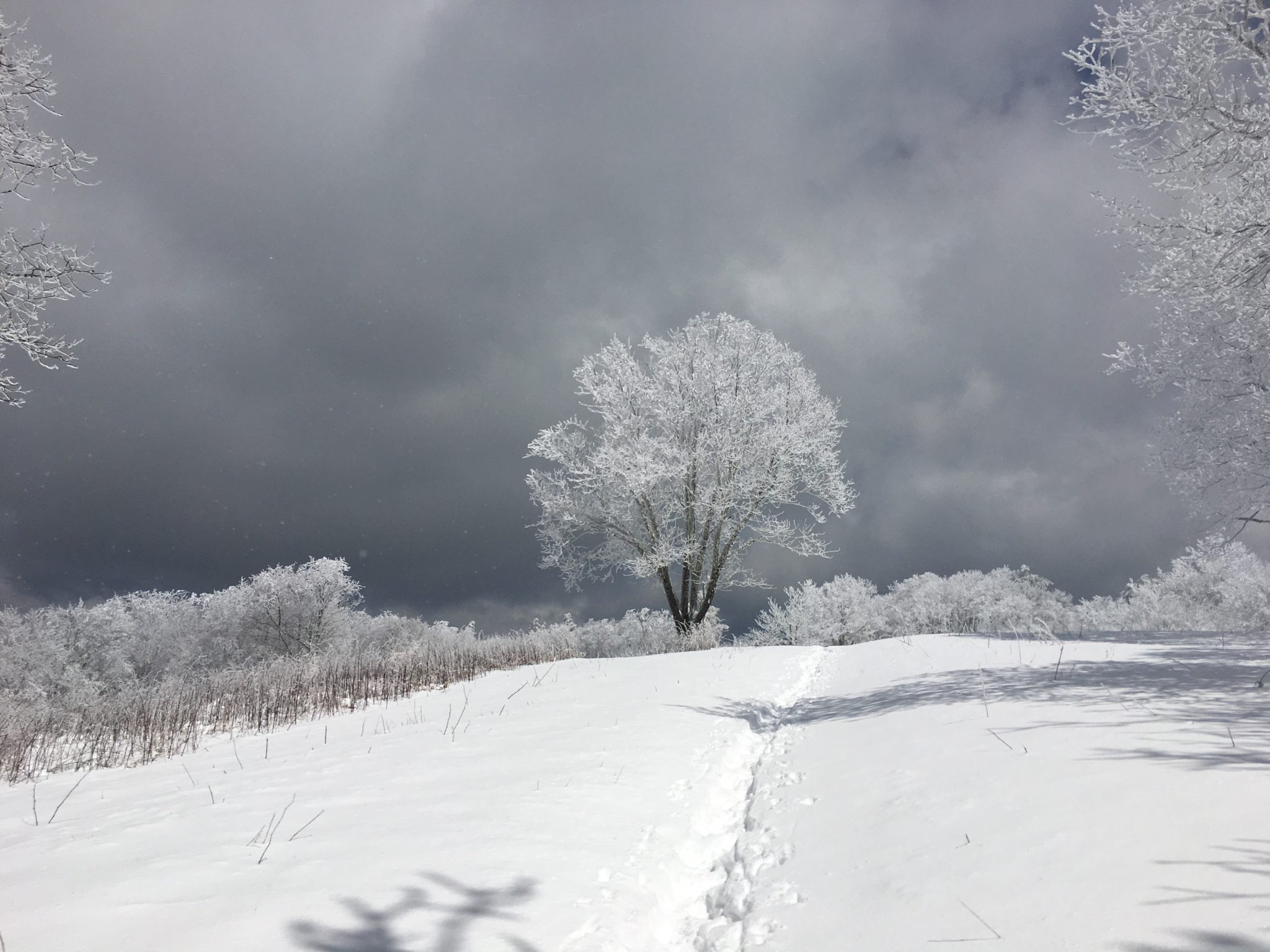 Beauty emerges from the snowstorm