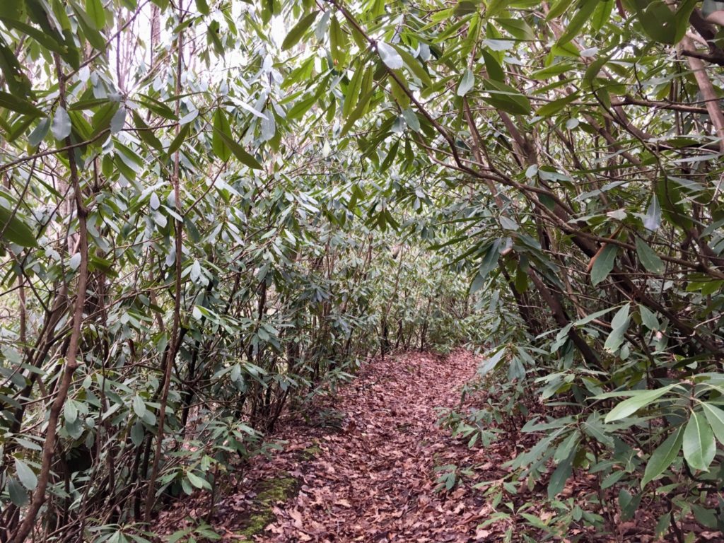 Tunnel of rhododendrons