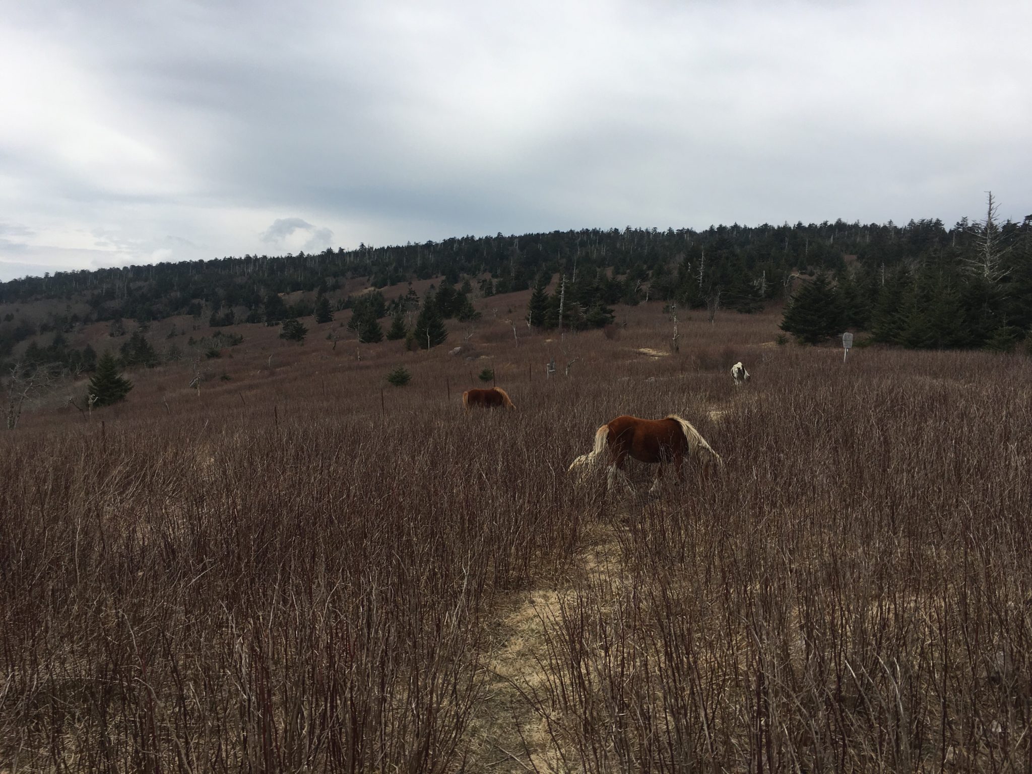 The ponies of the Grayson Highlands