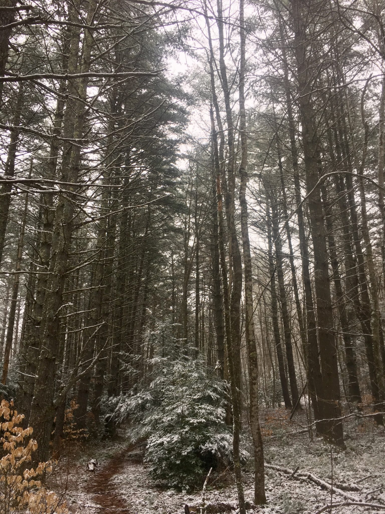 A wet, snowy forest