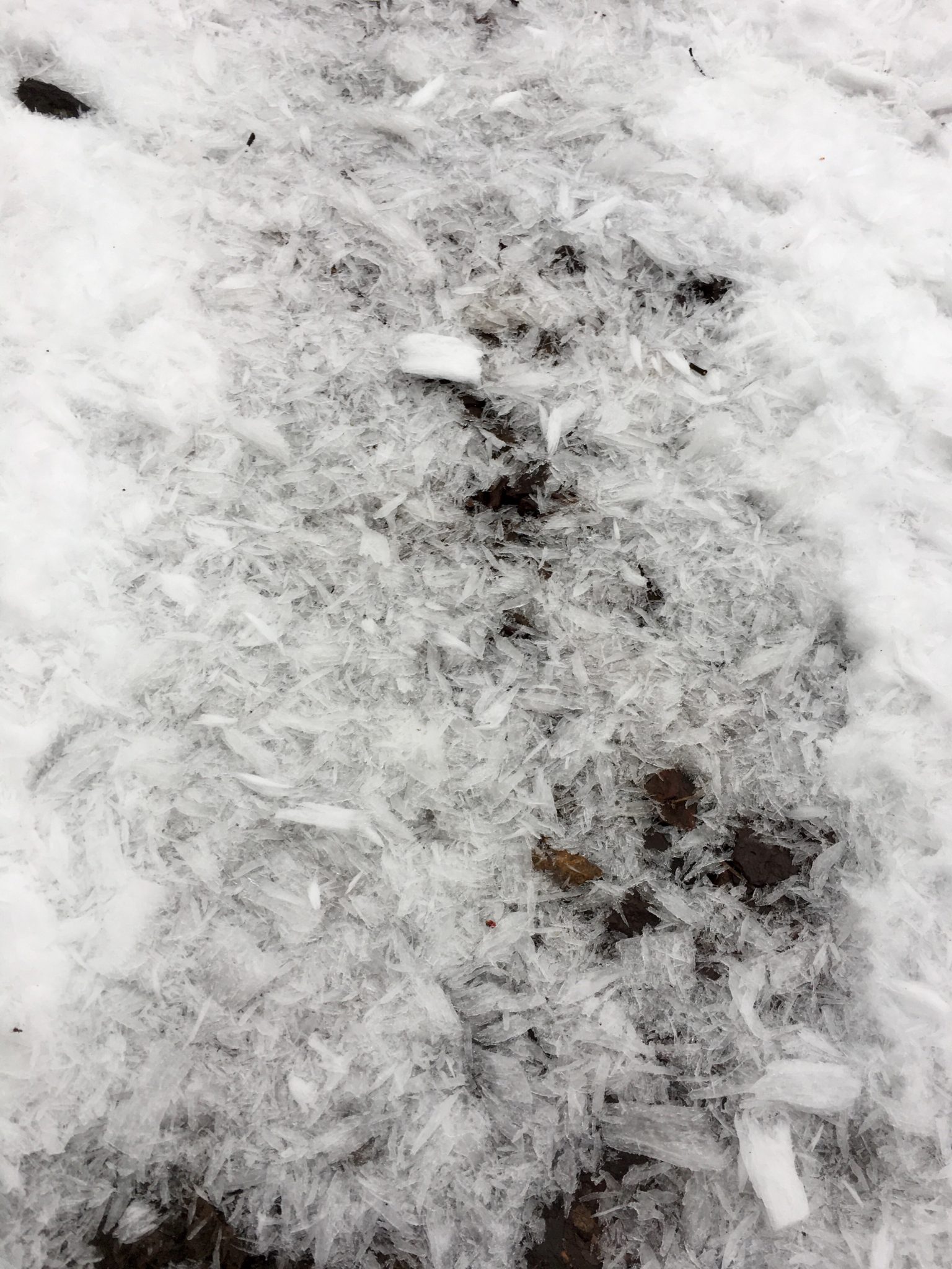 Interesting ice shapes covering the trail