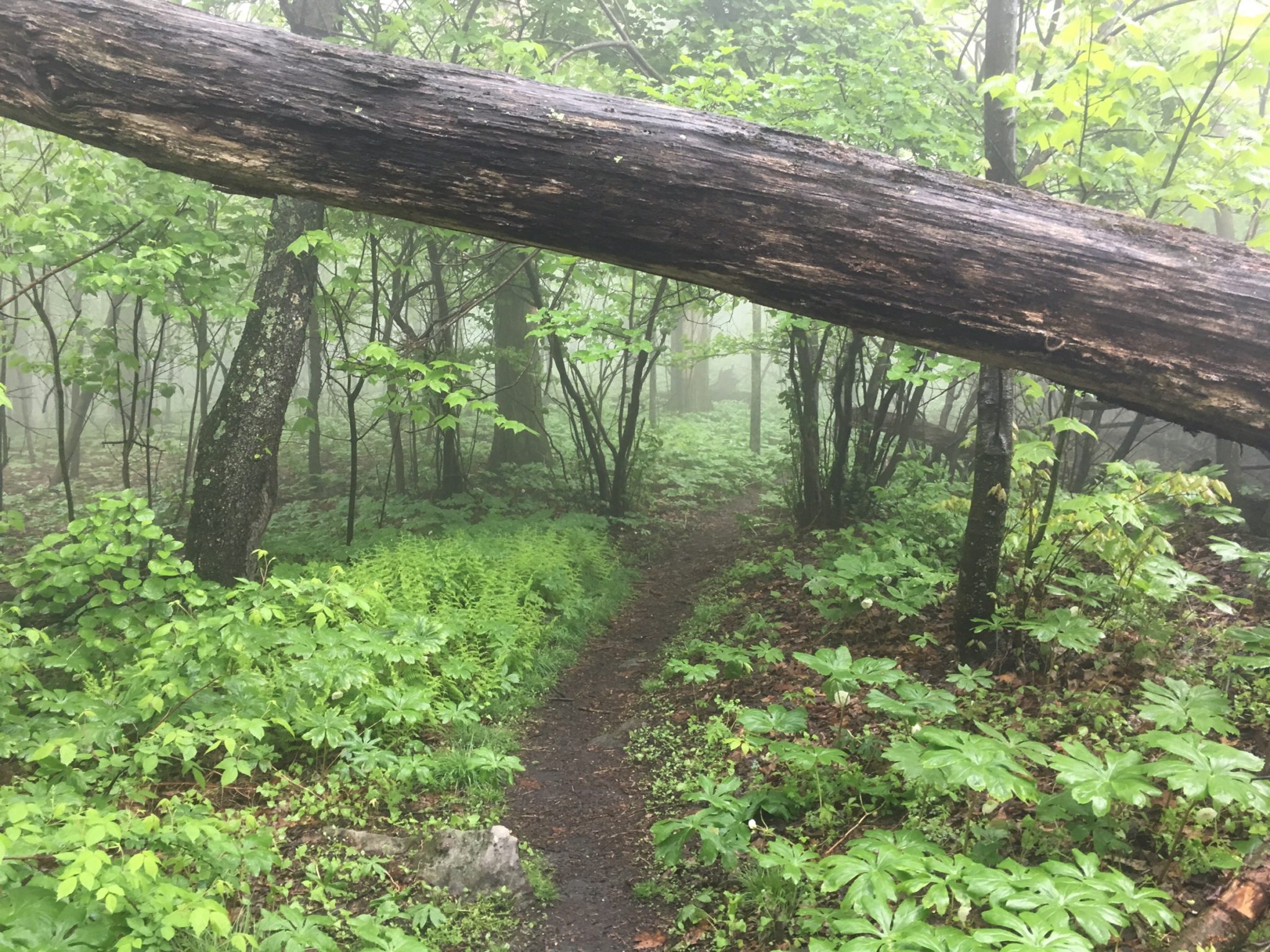 Appalachian Trail: Days 73-76 – Pennsylvania