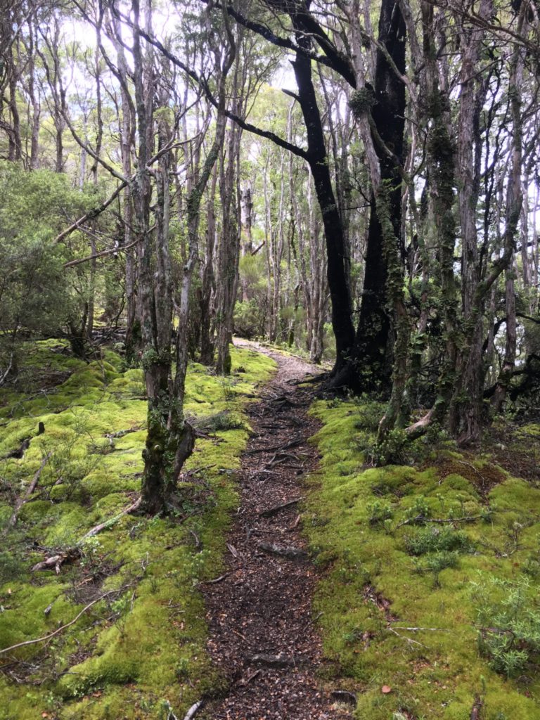 Into the woods
