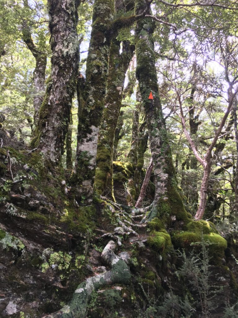 An orange triangle marking the trail