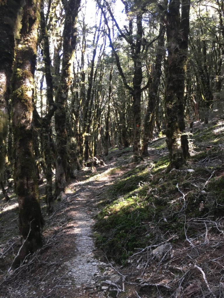 Easy walking before reaching the hut