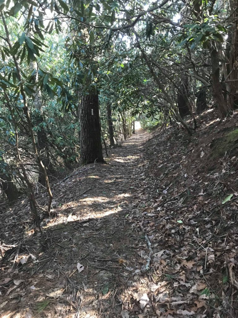 Tunnel of rhododendrons