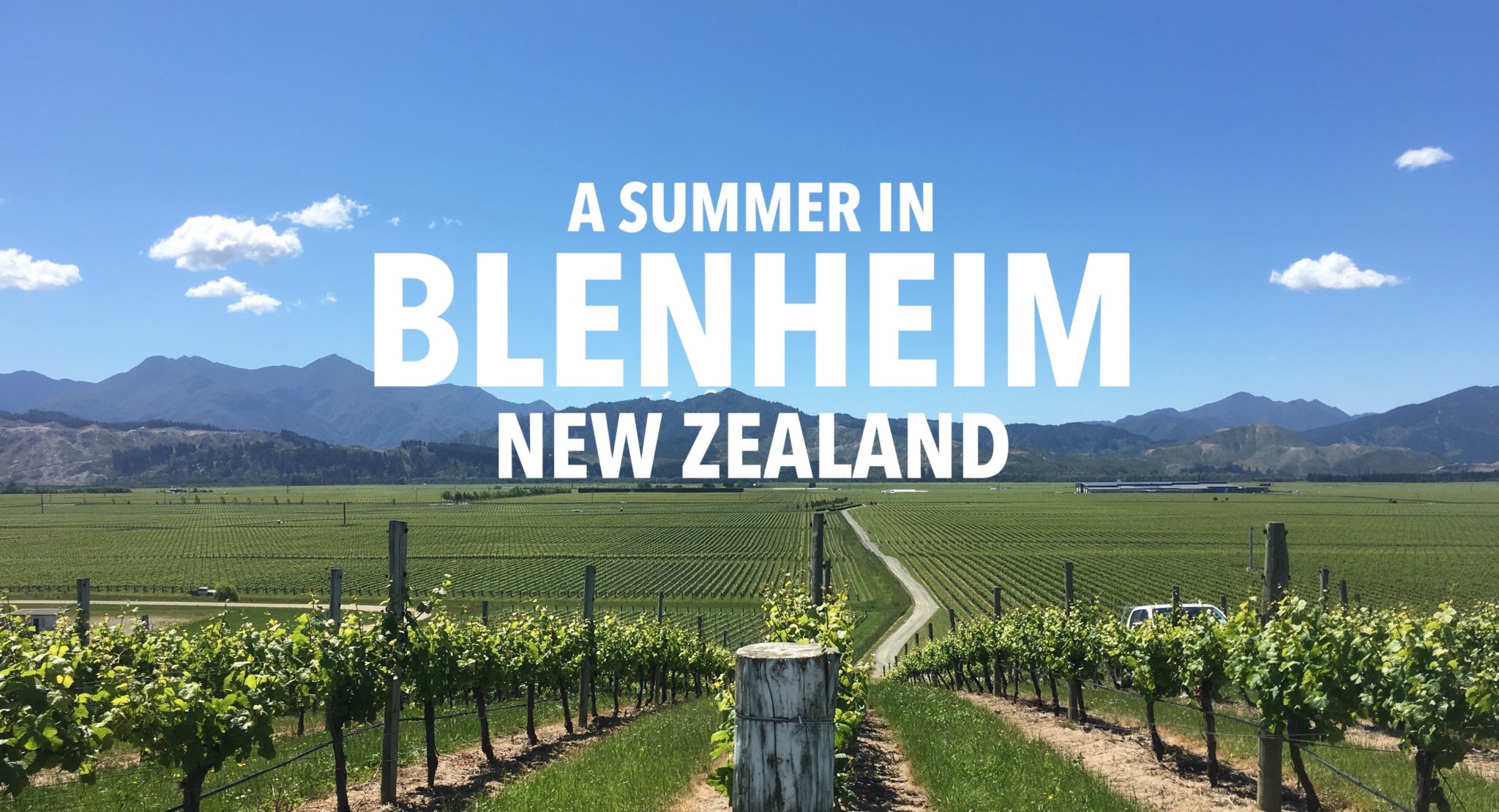 A Summer in Blenheim New Zealand A STRAY LIFE