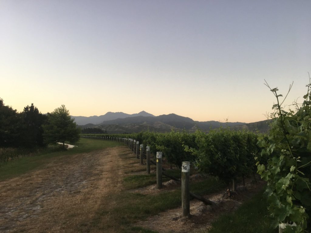 blenheim vineyard