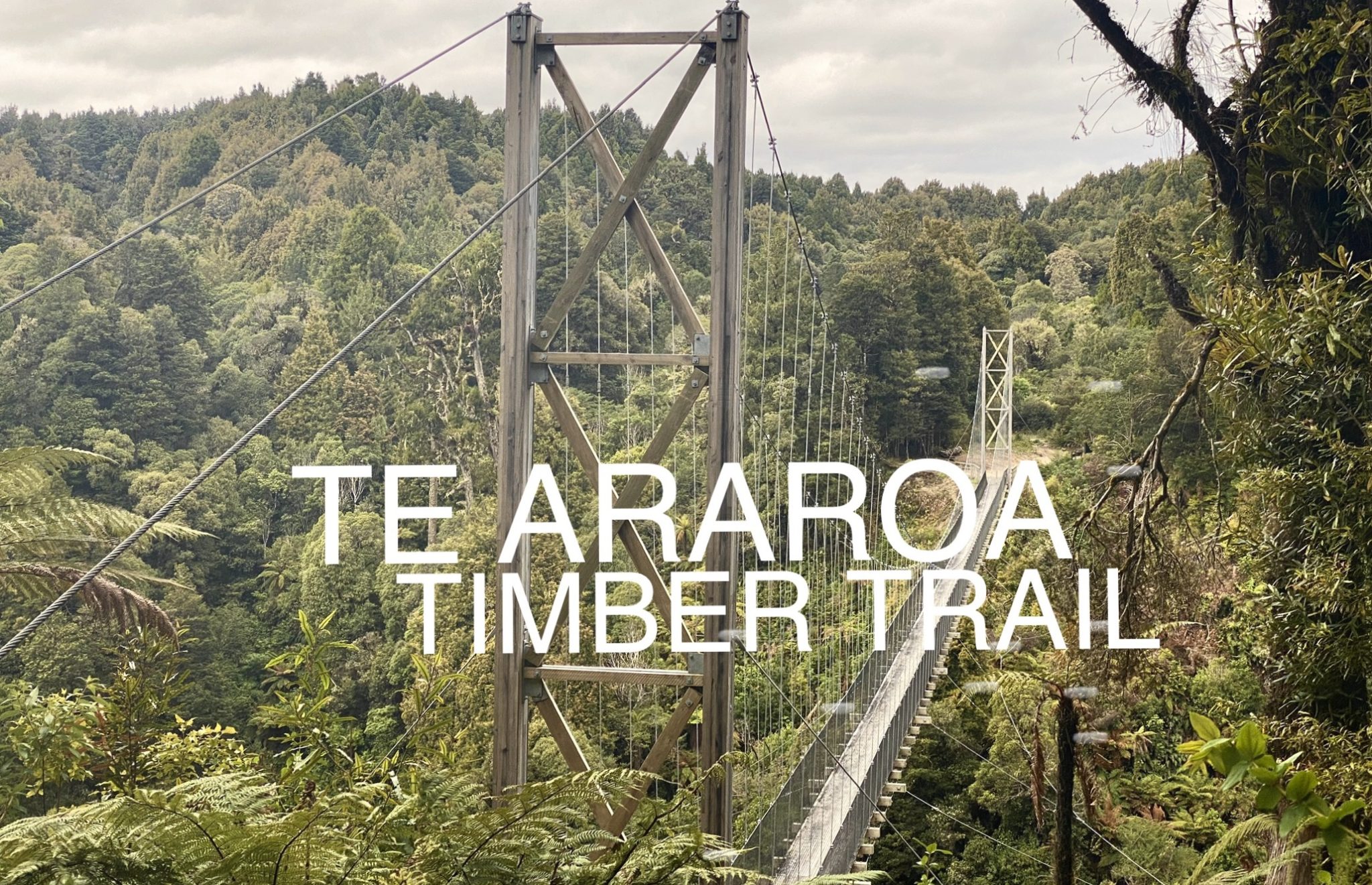 Te Araroa 9: Timber Trail